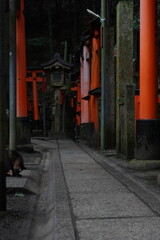 Shy cat at shrine in japan