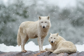 two wolves against the backdrop of a winter forest