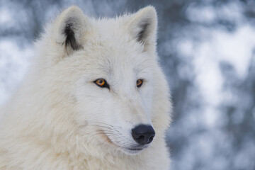 portrait of a white arctic wolf against a background of snowy forest