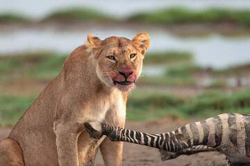 Frontal view of the bloody face of a lioness feeding on a fresh zebra kill at Serengeti National...