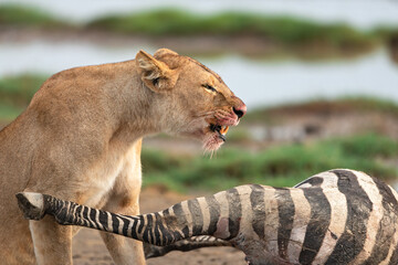 Side view of the bloody face of a lioness feeding on a fresh zebra kill at Serengeti National Park, Tanzania
