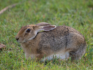 A hare two long ears sitting on the green grass crouched feeding on grass; Black-naped hare sitting in the green grass during the monsoon rains from Yala National Park Sri Lanka  