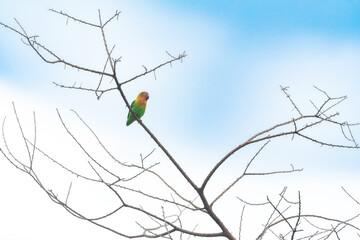 A creative high-key image of a Fischer's lovebird from Ndutu conservation area, Tanzania - obrazy, fototapety, plakaty
