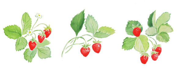 Strawberry, red berries, strawberries with leaves,sweet food, watercolor illustration	