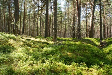 Fototapeta premium Pine forest by the Baltic Sea. Pine forest on a sunny day.