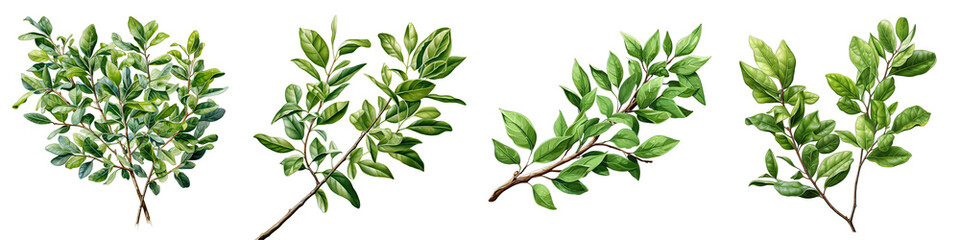 (s): Twig of ligustrum with green leaves Hyperrealistic Highly Detailed Isolated On Transparent Background Png File
