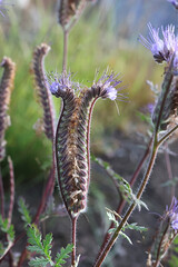 Lacy Phacelia, Phacelia tanacetifolia, also called Fiddleneck, Lacy scorpion-weed or Purple tansy, wild flower from Finland
