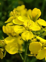 yellow flowers in the garden