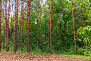 Beautiful summer forest with pine trunks