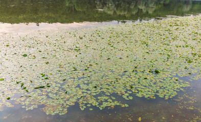 Yellow water lily flower, Nuphar lutea, blooming yellow among the green leaves on the water of the lake