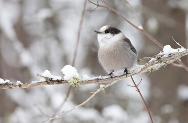 Bird On A Branch.  Exploring the Canadian Wilderness with the Grey Jay (Perisoreus canadensis) in Northern Ontario's Snowy Park.  Wildlife Photography. 