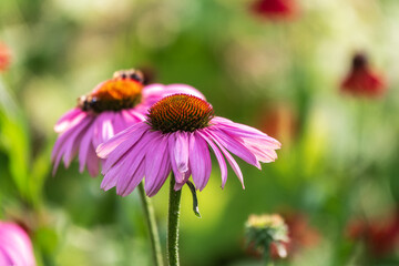 Herbal Echinacea Flowers. Herbal Echinacea or Coneflower flowers in a garden.