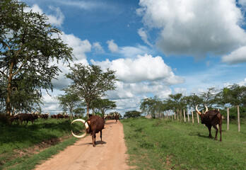 Uganda Ankole Longhorn Rinder gehen an einem Weidzaun entlang unter blauem Himmel mit Wolken
