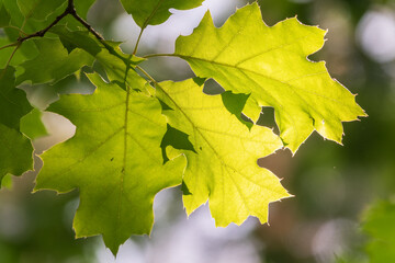 Branches of the northern red oak with green serrated leaves, summer background