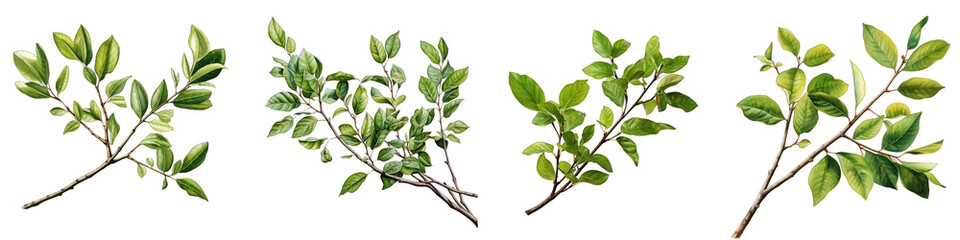 Twig with green leaves Hyperrealistic Highly Detailed Isolated On Transparent Background Png File - obrazy, fototapety, plakaty