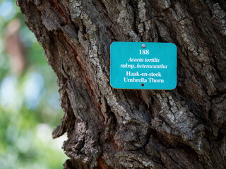 Plaque d'identification en ardoise d'espèce d'arbre sur un tronc avec un arrière-plan flou