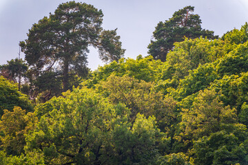 Fototapeta premium Thick green forest on the hillside.