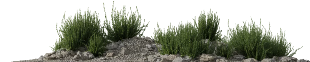 Foto op Plexiglas Evergreen rosemary plant growing on the rocks with isolated on transparent background - PNG file, 3D rendering illustration © EcoSpace