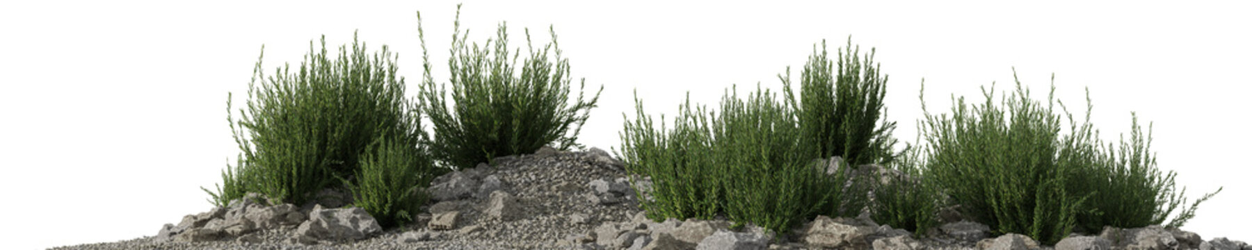 Evergreen rosemary plant growing on the rocks with isolated on transparent background - PNG file, 3D rendering illustration