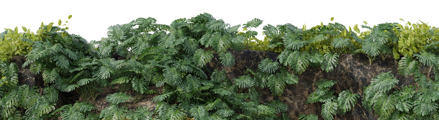 Evergreen Monstera plant and Devil's Ivy or Golden Pothos tree growing on the stone wall with isolated on transparent background - PNG file, 3D rendering illustration