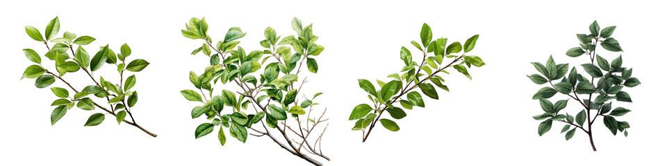 Twigs with green leaves Hyperrealistic Highly Detailed Isolated On Transparent Background Png File - obrazy, fototapety, plakaty