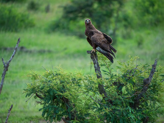 Aigle brun dans la nature fixant l'objectif