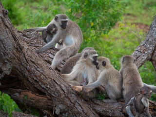 Famille de singe Grivet composée d'adulte et de bébé en Afrique du Sud 