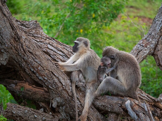 De femelle Grivet s'occupant de leurs petits sur un arbre avec des écorces
