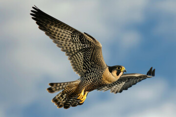 The Peregrine Falcon in full flight, wings outstretched, as it effortlessly slices through the air