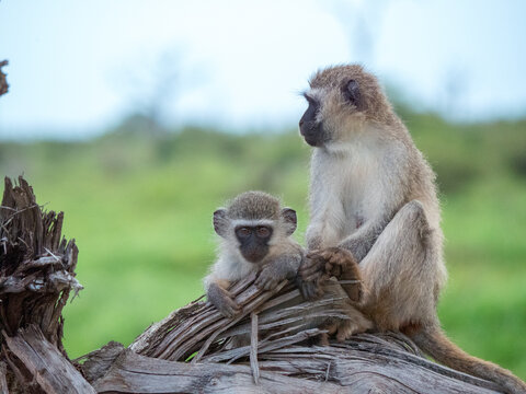 Une femelle grivet et son petit b&eacute;b&eacute; singe sur le tronc d'un arbre