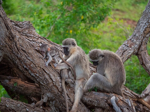 Une famille de singe grivet sur un tronc d'arbre