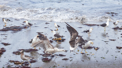 aves buscando alimento
