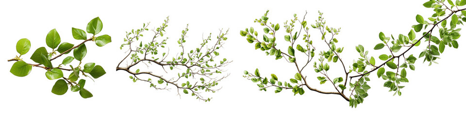 Fototapeta na wymiar Twigs with small green leaves Hyperrealistic Highly Detailed Isolated On Transparent Background Png File