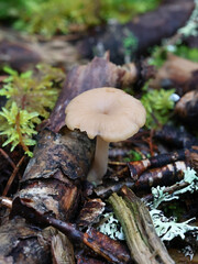 Navel sawgill, Lentinellus micheneri, wild mushroom from Finland