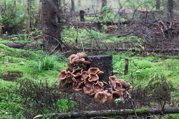 Fototapeta na wymiar Dark honey fungus, Armillaria ostoyae, also called Armillaria solidipes, wild mushroom from Finland