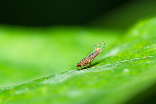 Selective focus on a psyllid jumping plant lice on a leaf, Ficus Leaf-Rolling Psyllid, Trioza Brevigenae
