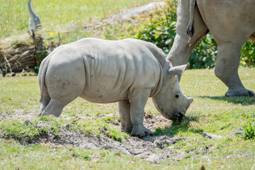 Obraz premium Nashorn Baby Mutter dabei