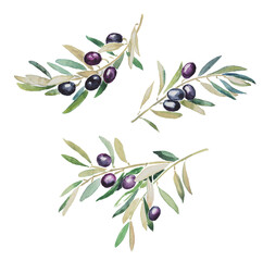 Olives, black olives, olive branch, olive tree, hand painted watercolor illustration, vegetarian food
