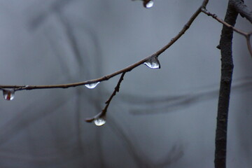drop of water on a tree branch