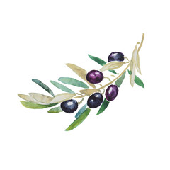 Olives, black olives, olive branch, olive tree, hand painted watercolor illustration, vegetarian food