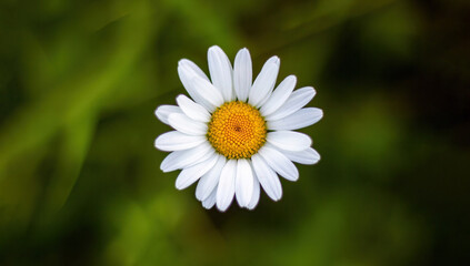 Fototapeta premium Flowering of daisies isolated in green background. Oxeye daisy, Leucanthemum vulgare, daisies, Common daisy, Dog daisy, Moon daisy.