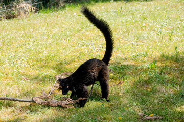 schwarzer Lemur