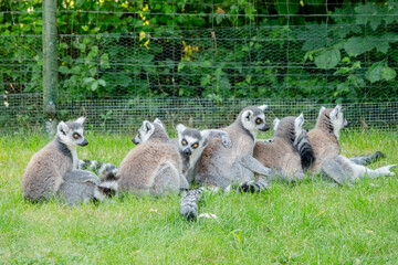 Kattas machen Pause