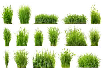 Big set of a short vertical different pieces of green grass cut out on a transparent background in PNG format. Grass with various sprouts, side view, close-up. Design element to insert into a project.