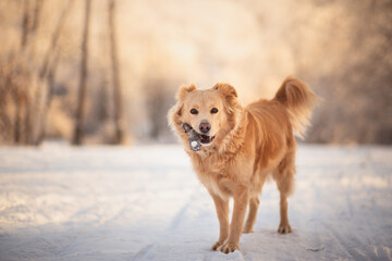 golden retriever type mixed breed dog holding a stick in her mouth on a snowy field in the forest...