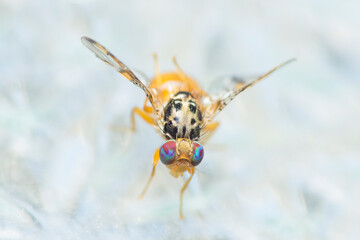 Selective focus on Mediterranean fruit fly, Ceratitis Capitata