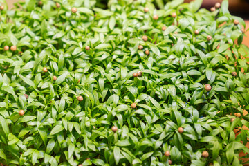 Organic raw green food. Different types of microgreen sprouts. Microgreens growing.