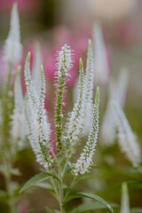White flower in garden