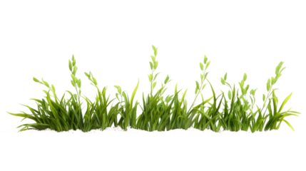 spring plant isolated on white transparent background