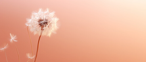 Delicate Dandelion Whispers on a Warm Peach Gradient